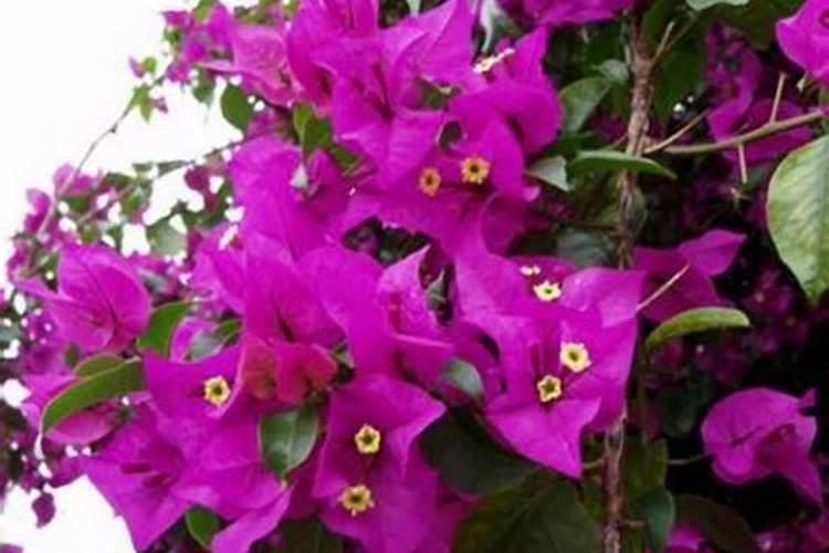 三角梅不开花怎么办？喷上一种水立马长花苞