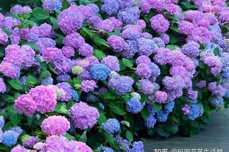 绣球花施什么肥最好