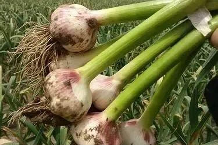 大蒜越冬前喷施什么药 大蒜过冬前打什么药好