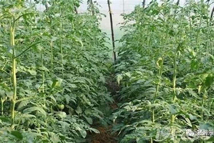 鱼蛋白对植物的作用