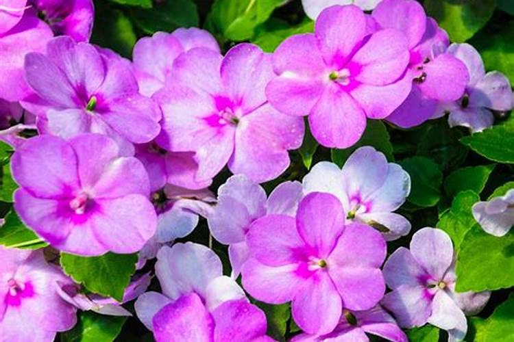 小凤仙花怎么养才好(凤仙花的正确养殖妙招)