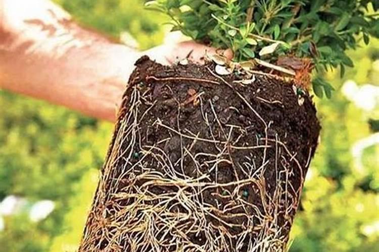 夏天高温植物打什么药能保护叶片