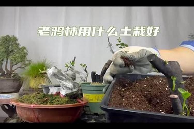 老鸦柿下山桩怎么养护