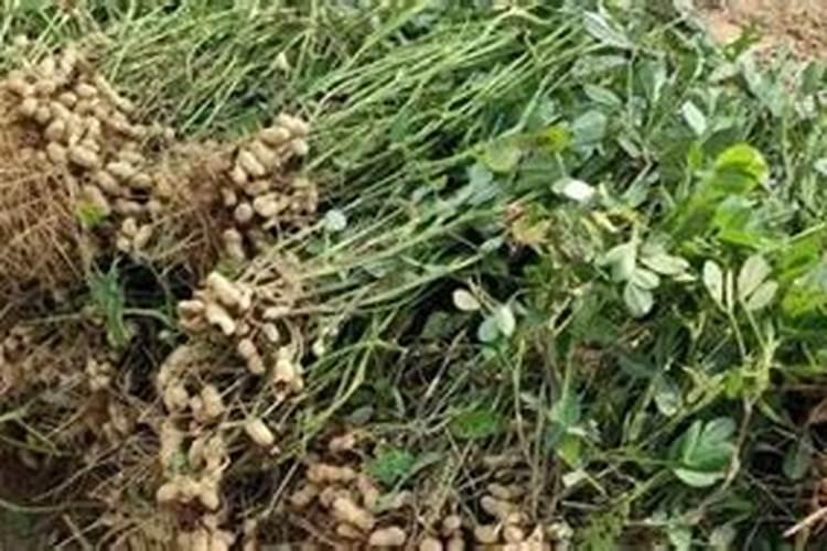 花生用什么叶面肥好 附种植方法