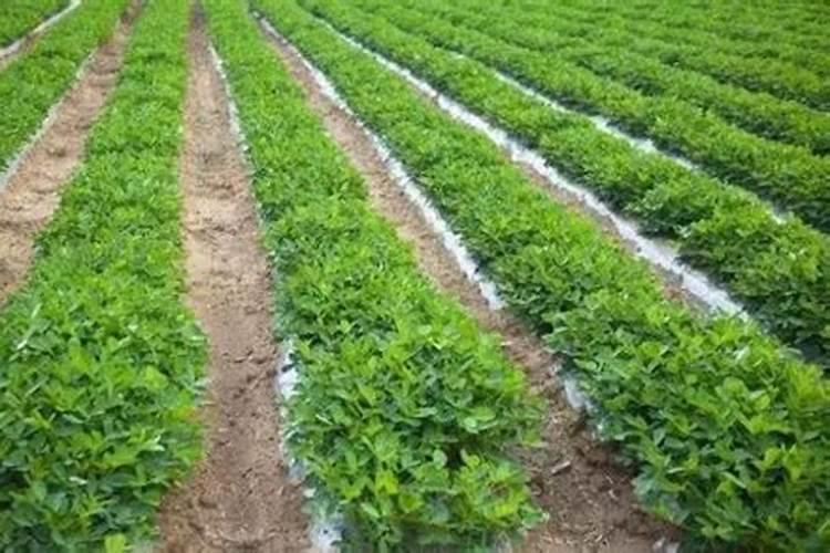 适合棉花的肥料种类主要有几种？