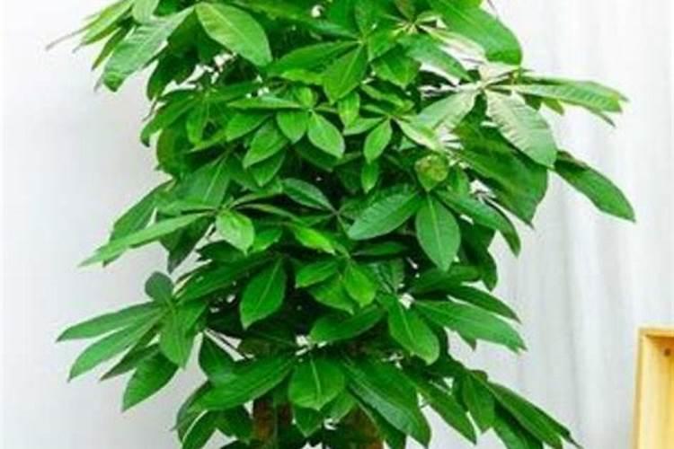 发财树怎样使用生根粉,1:600比例稀释后浇灌根部