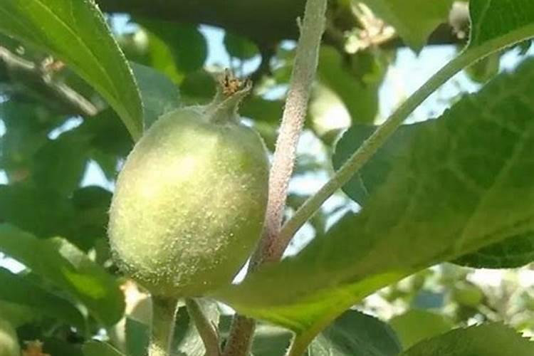 果树中微量元素啥时候补？该如何进行补？