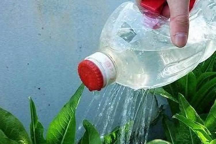 枝子花就要开花了叶子变黄掉花蕾能喷磷酸二青钾吗