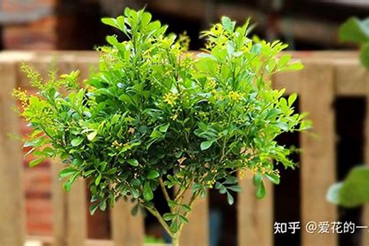 5种酸性花,总是容易黄叶,硫酸亚铁定期浇,叶子浓绿光亮,为什么呢？