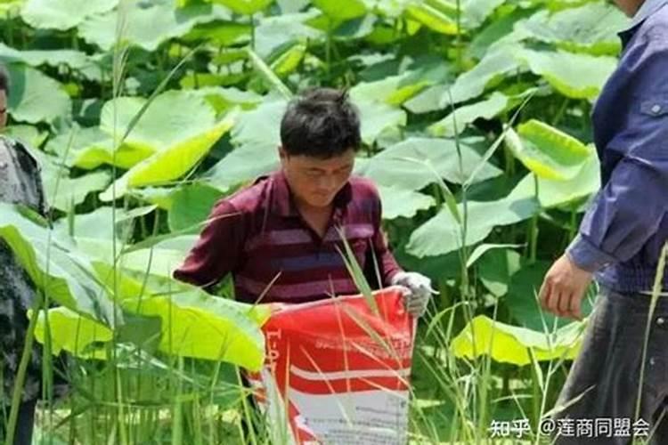 花生什么时候打芸苔素