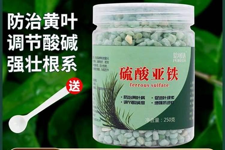 茶花、杜鹃花、栀子花适合浇硫酸亚铁吗？