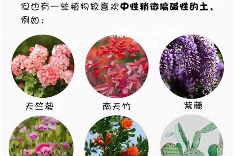 花用酸性肥料有哪些