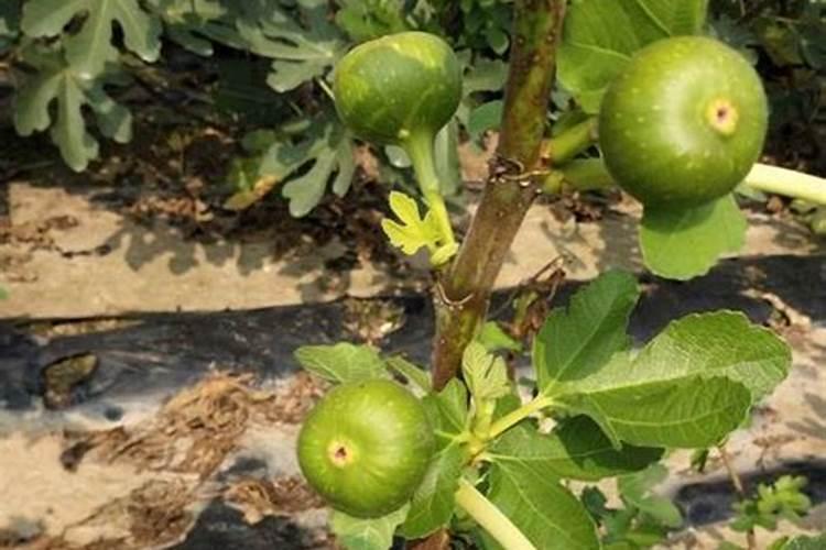 盆栽无花果结果期施什么肥