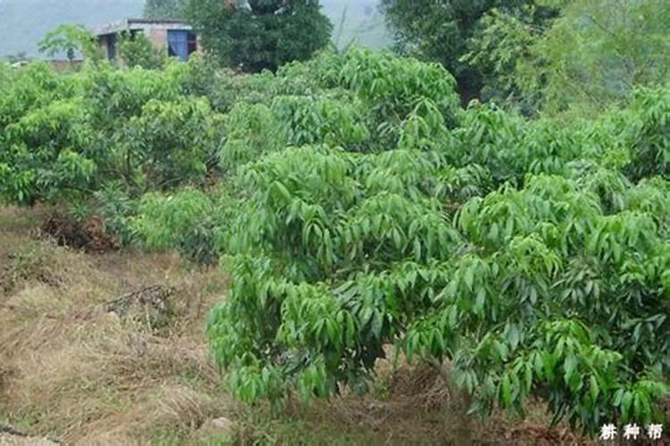 荔枝树每年施肥时间
