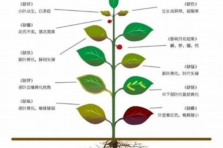 中微量元素肥料施用多少才合适？