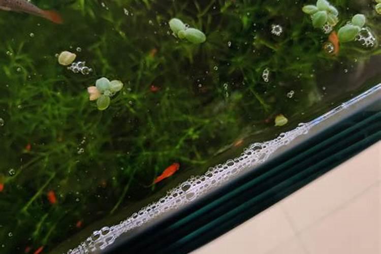 鱼缸的泡沫多是怎么回事呢？