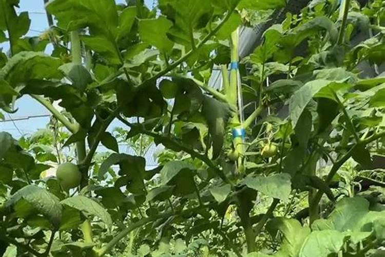 番茄能不能冲施黄腐酸钾肥料？