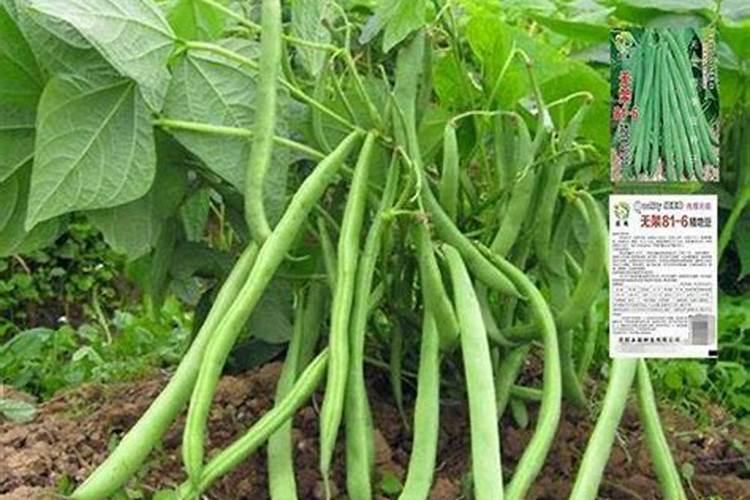 豆角追肥用什么肥料好