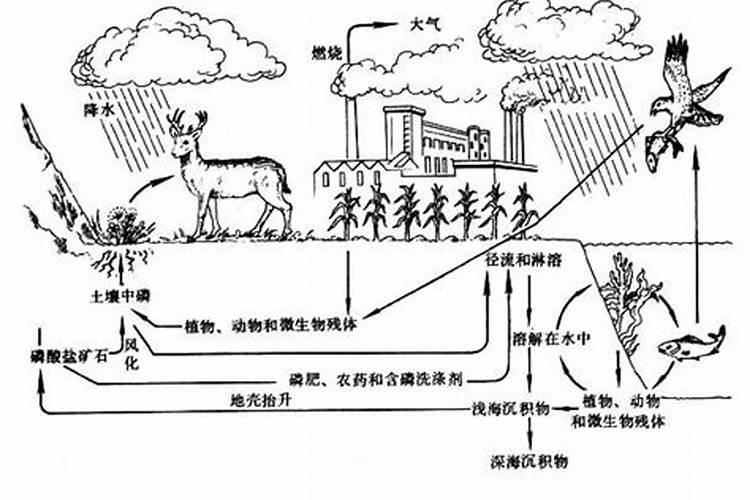 生化系统加磷肥有什么作用