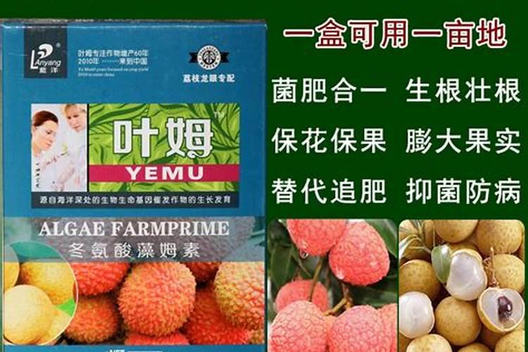 荔枝果树抽冬梢后喷施什么叶面肥