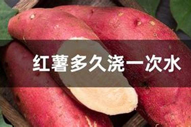红薯施肥技术,施肥时间,施肥方法