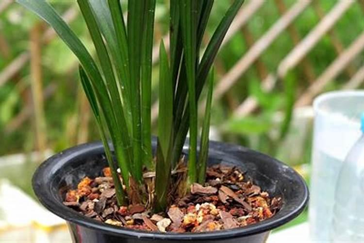 兰花什么时候施肥最好,兰花施肥用什么肥最好(氮磷钾肥)