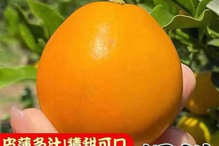 脆蜜金桔种植技术与管理