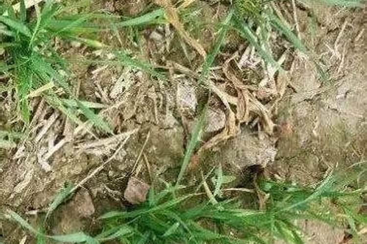 小麦纹枯病怎么防治
