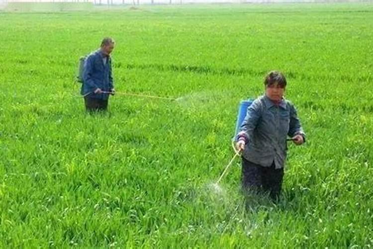 多效唑可以和叶面肥及杀菌剂一起喷吗？