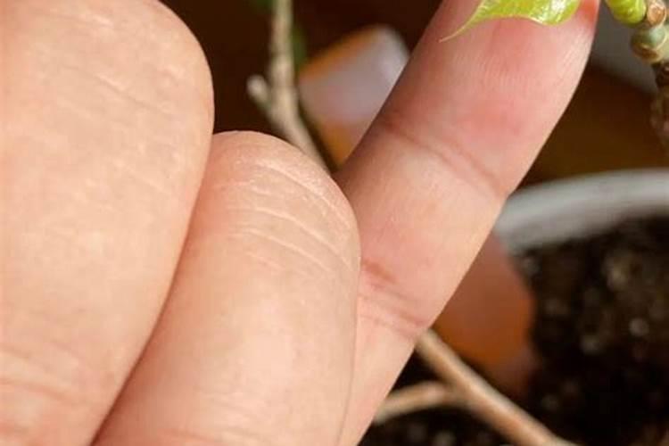 草莓移栽后怎么浇水