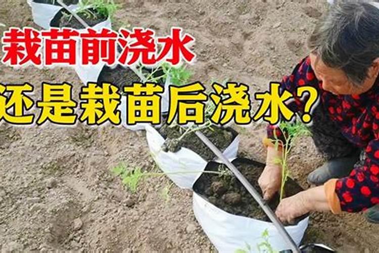 西红柿如何快速缓苗
