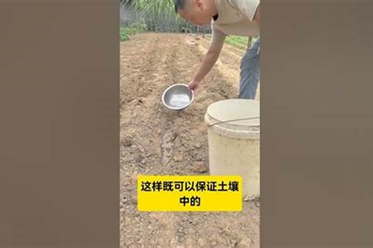 叶面肥什么时候打效果好