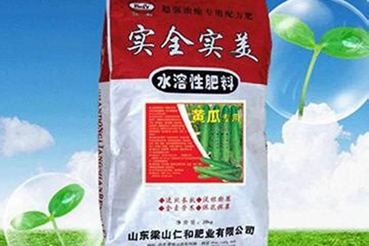 水培绿萝叶尖发黄是什么原因