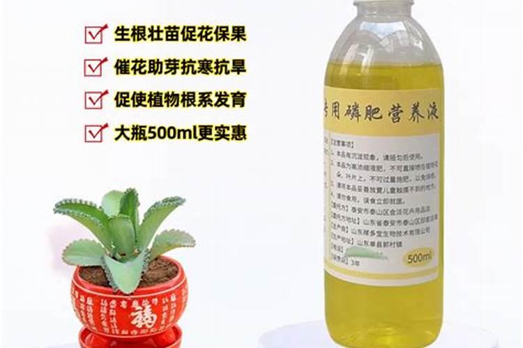 四季海棠浇什么肥最好