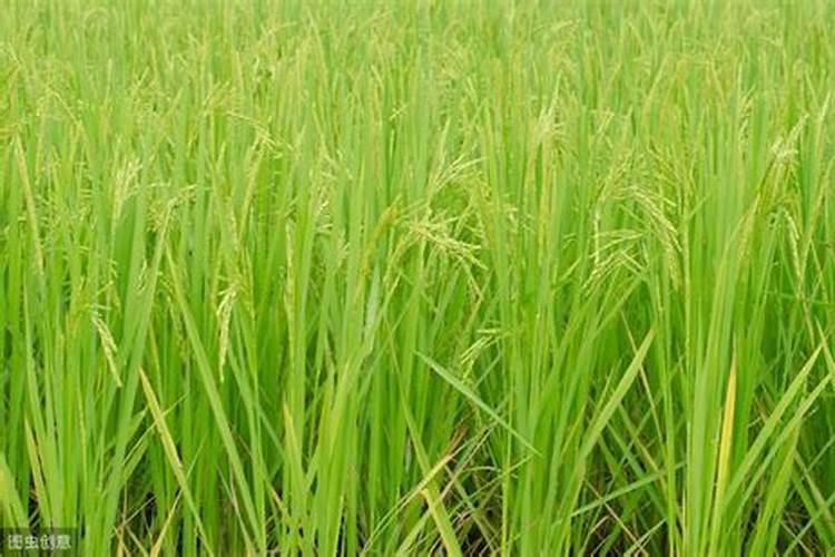 水稻穗肥最佳施肥时期