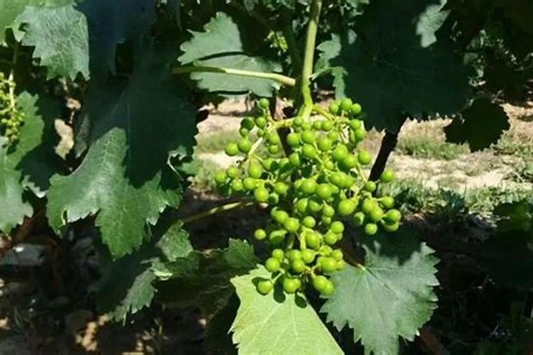 专家请问我是户太八号葡萄什么时间打坐果药好