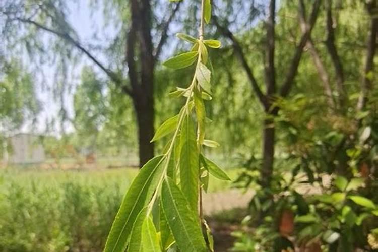 水培植物用什么肥料叶子绿最有效果 水养加什么肥长得快