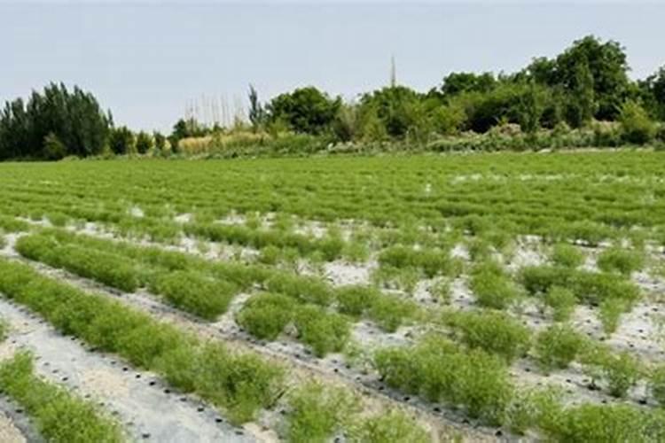 茴香应该怎么种植 茴香栽培方法总结