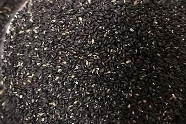 炒熟的黑芝麻能做底肥栽金枝玉叶吗