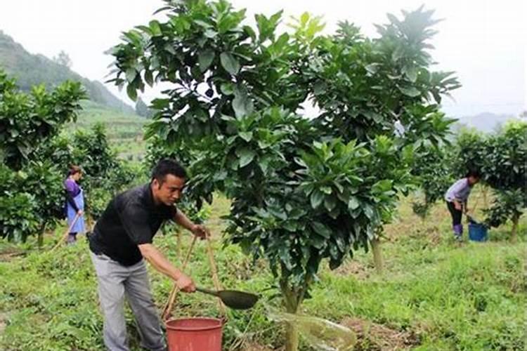 芸豆开花后冲什么肥料