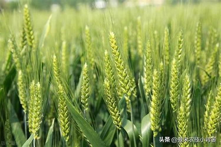 刚买回来的多肉应该怎么种？
