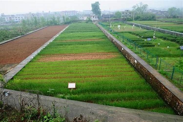 种花生用什么含量肥料最好高产