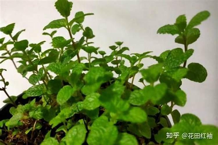 绿植叶子尖发黄怎么办 绿植叶子尖发黄怎样做