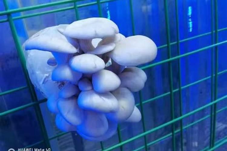水溶肥的肥效有几天