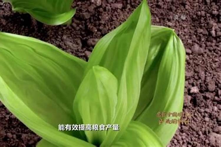 磷肥有哪些作用