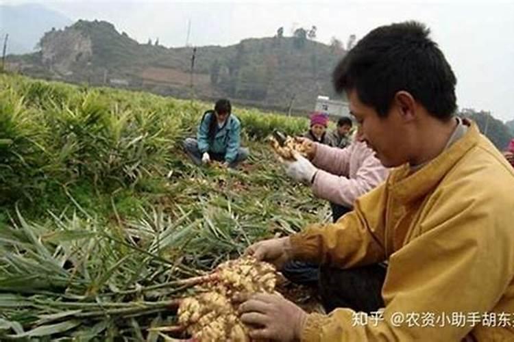 生姜喷施磷酸二氢钾的作用