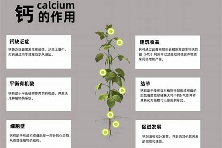 钙镁肥对植物的作用