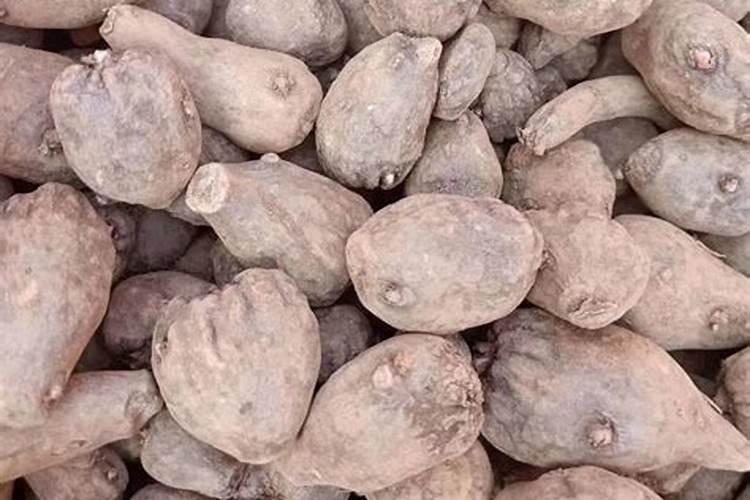 播种小麦肥料是一起播好还是撒在地里好