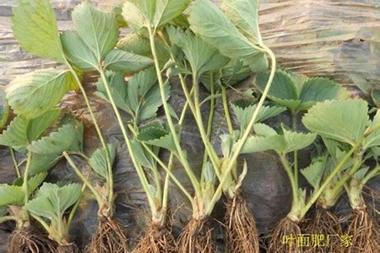 草莓大棚如何管理和用药