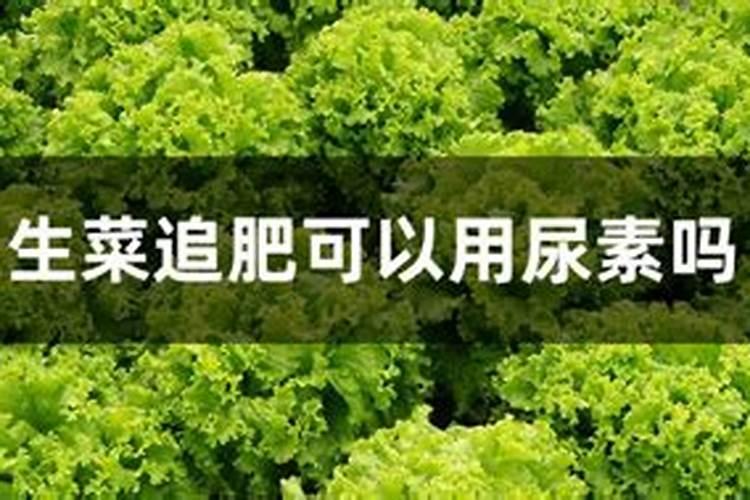 大白菜可以追尿素吗